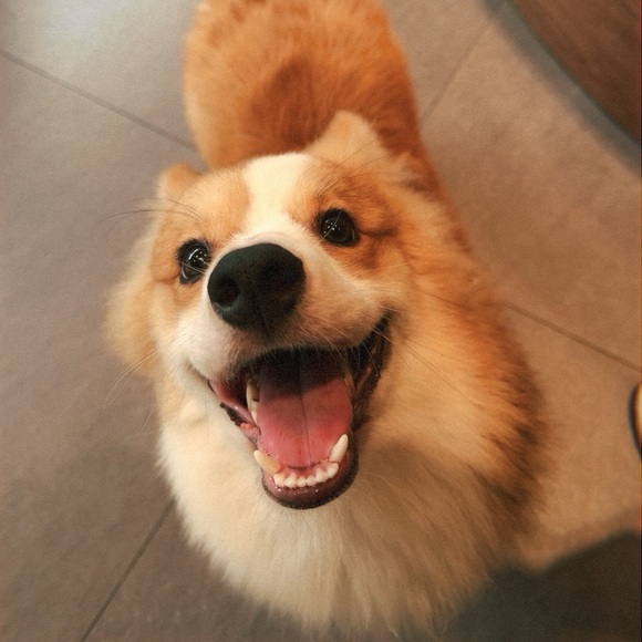 Meet your Posher, Shirley - Picture 1 of 1